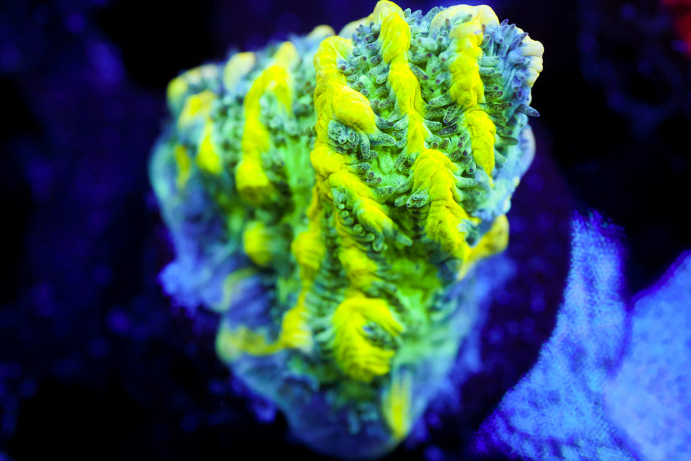 CV Emerald City Hydnophora