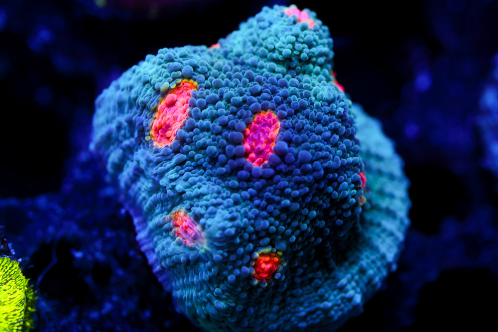 Miami Hurricane Chalice