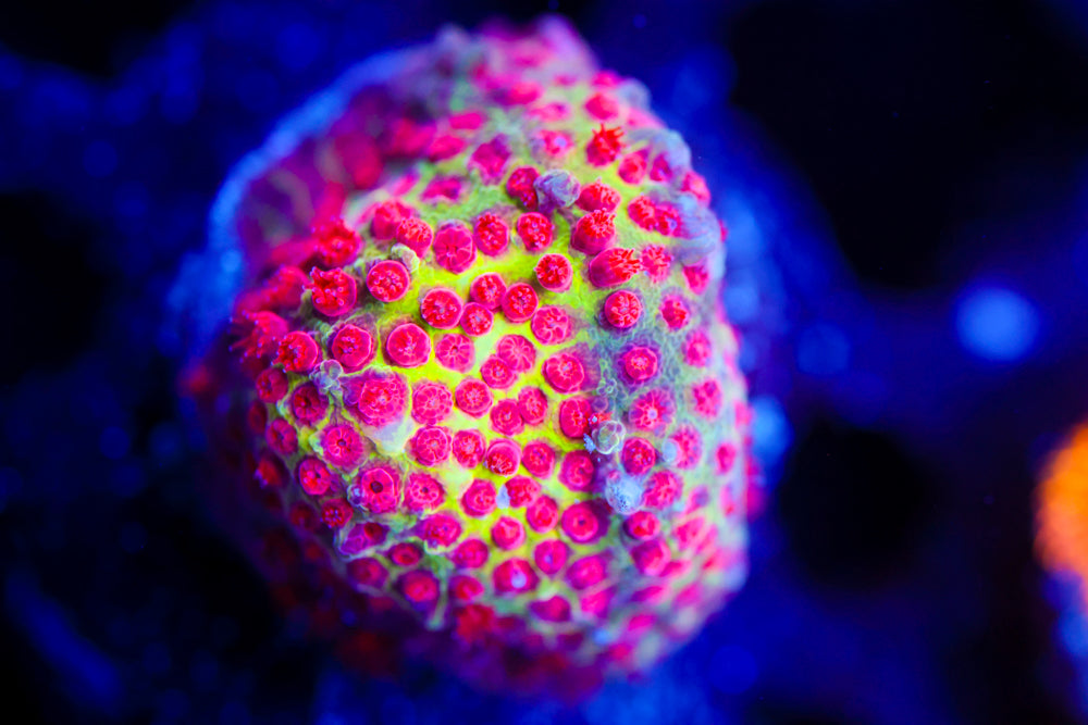 JF Burning Banana Stylocoeniella