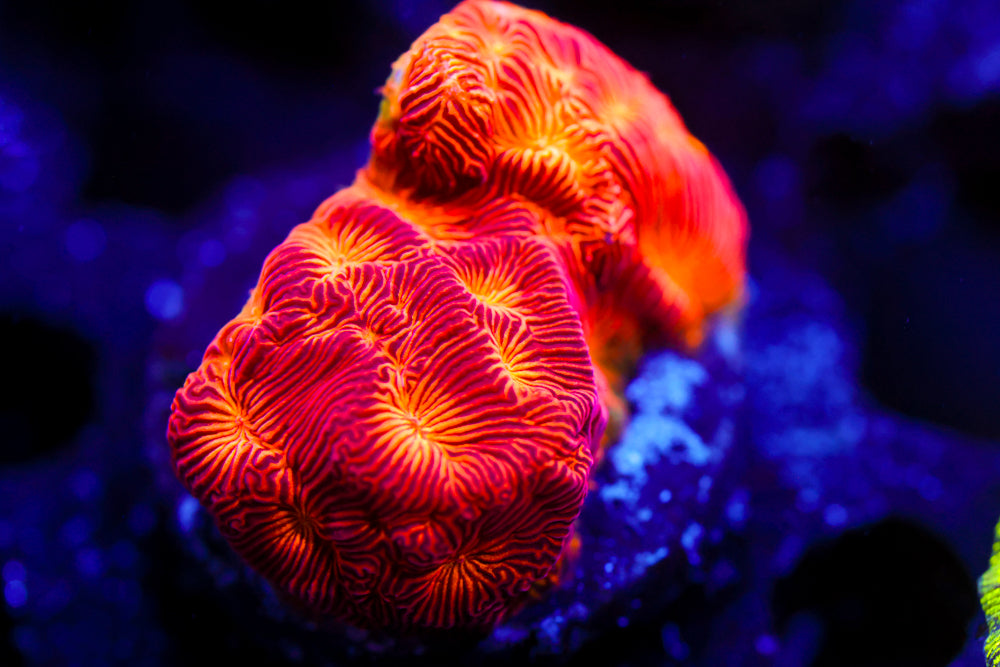 CC Rising Sun Leptoseris