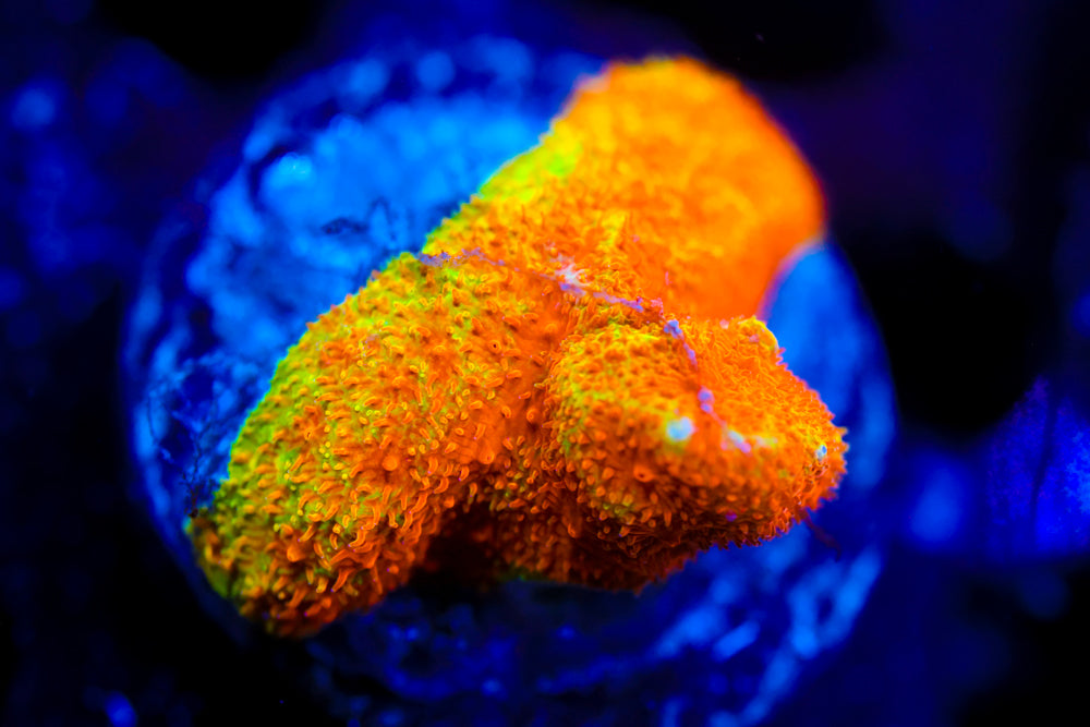 Neon Watermelon Psammocora