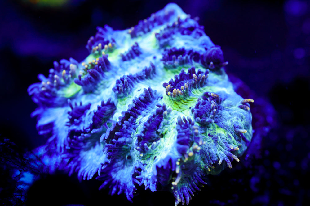 Sapphire Road Hydnophora