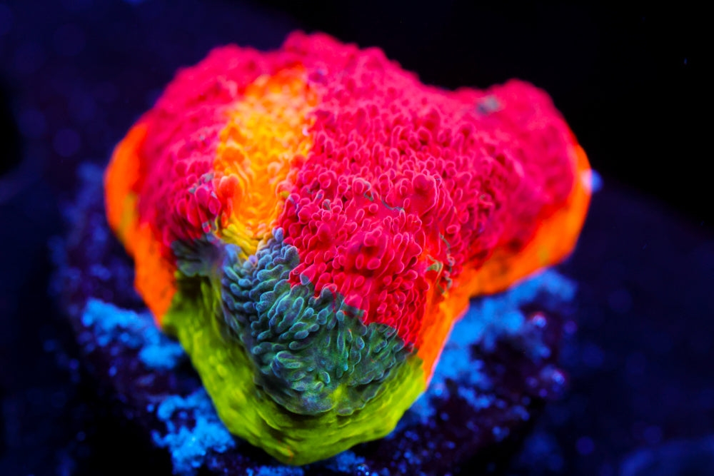 CB Flaming Bugatti Chalice