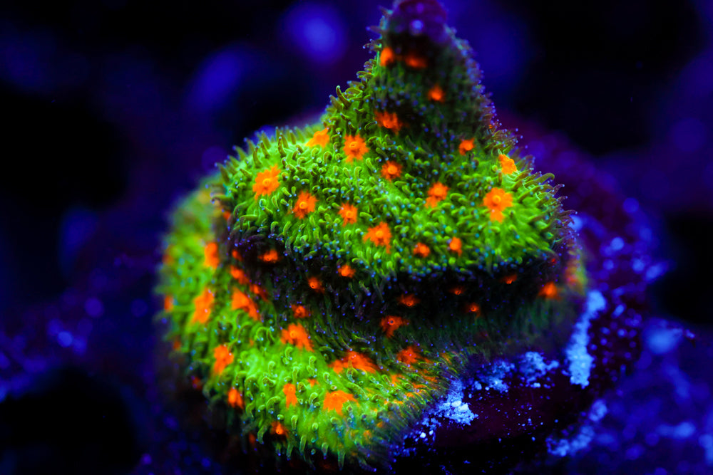 Autumn Harvest Psammocora