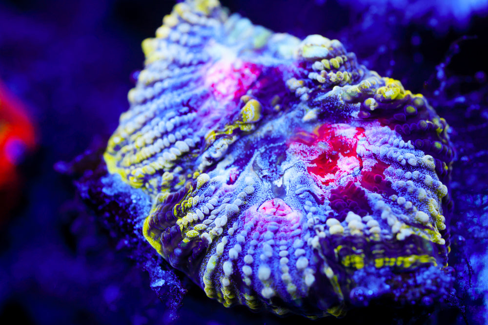 WWC Picoi de Gallo Favia