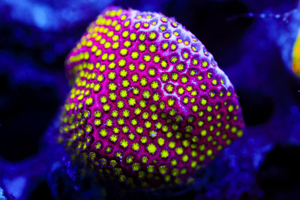 Electric Daisy Stylocoeniella