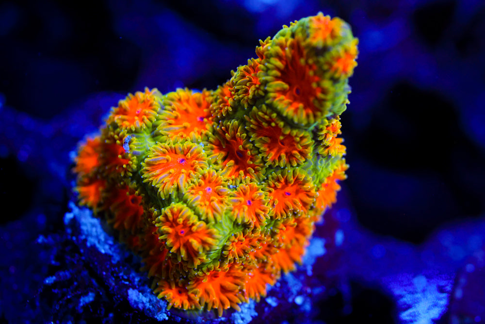 John Deer Leptastrea