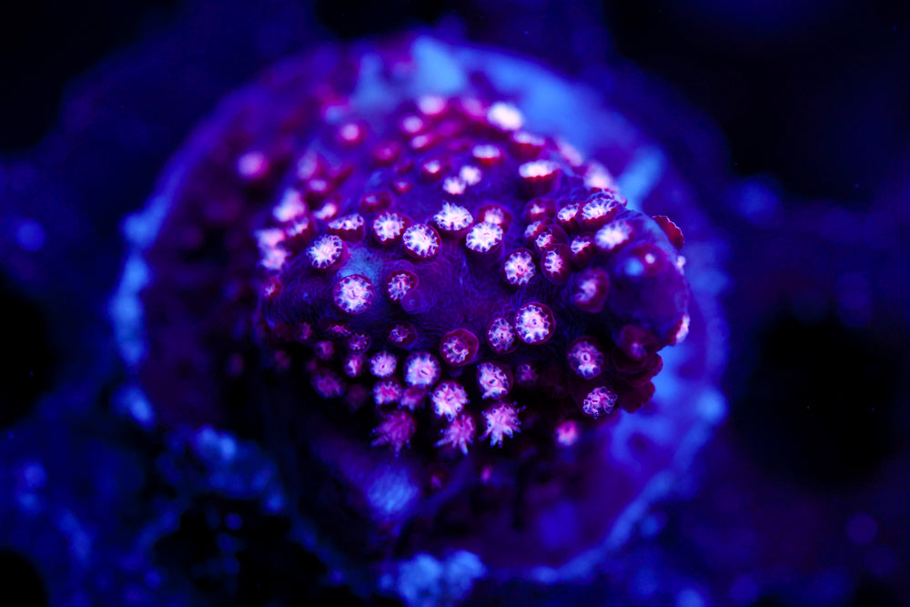 ECC Purple Passion Stylocoeniella