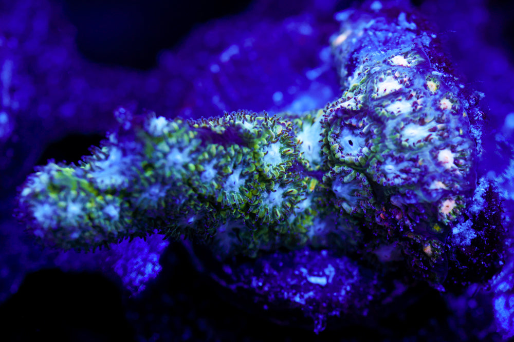 Frozen Blitz Leptastrea