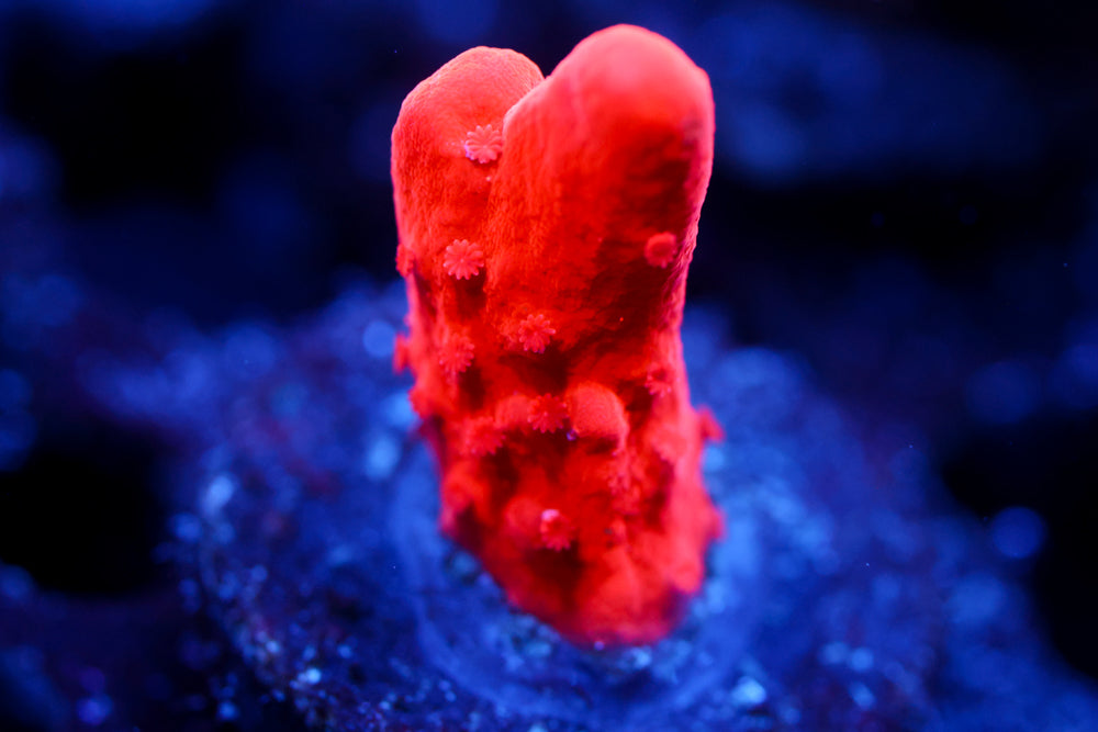 Orange Montipora Setosa