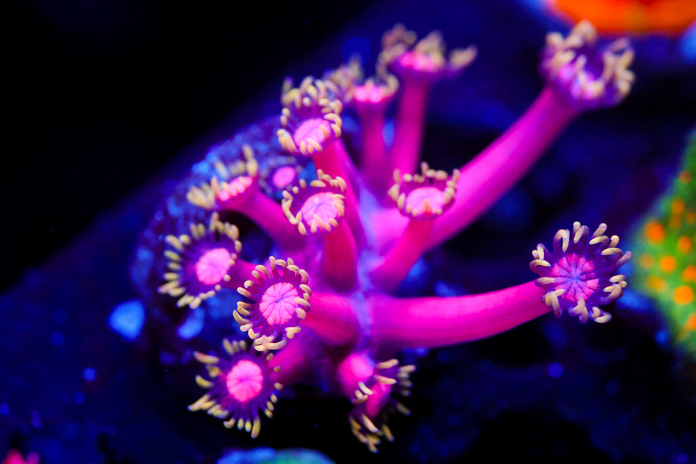 CB Fireball Goniopora