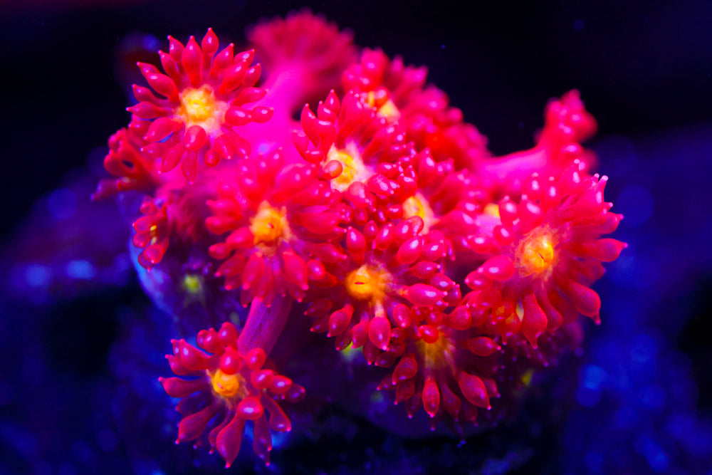 Combustion Micro Goni