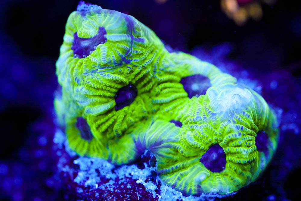 Purple Passion Favia