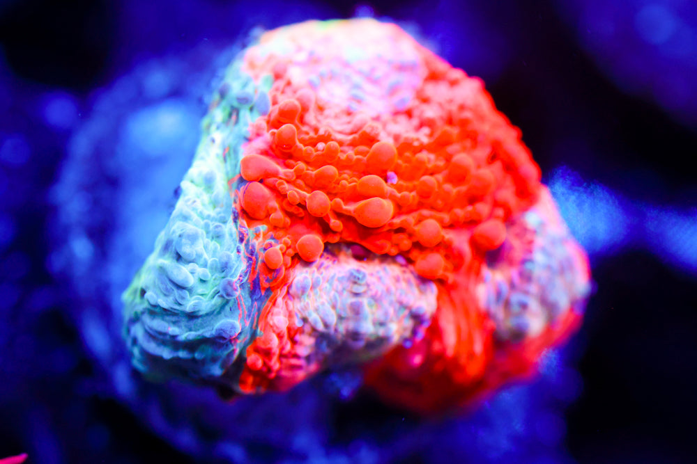 Enchanted Acan Echinata