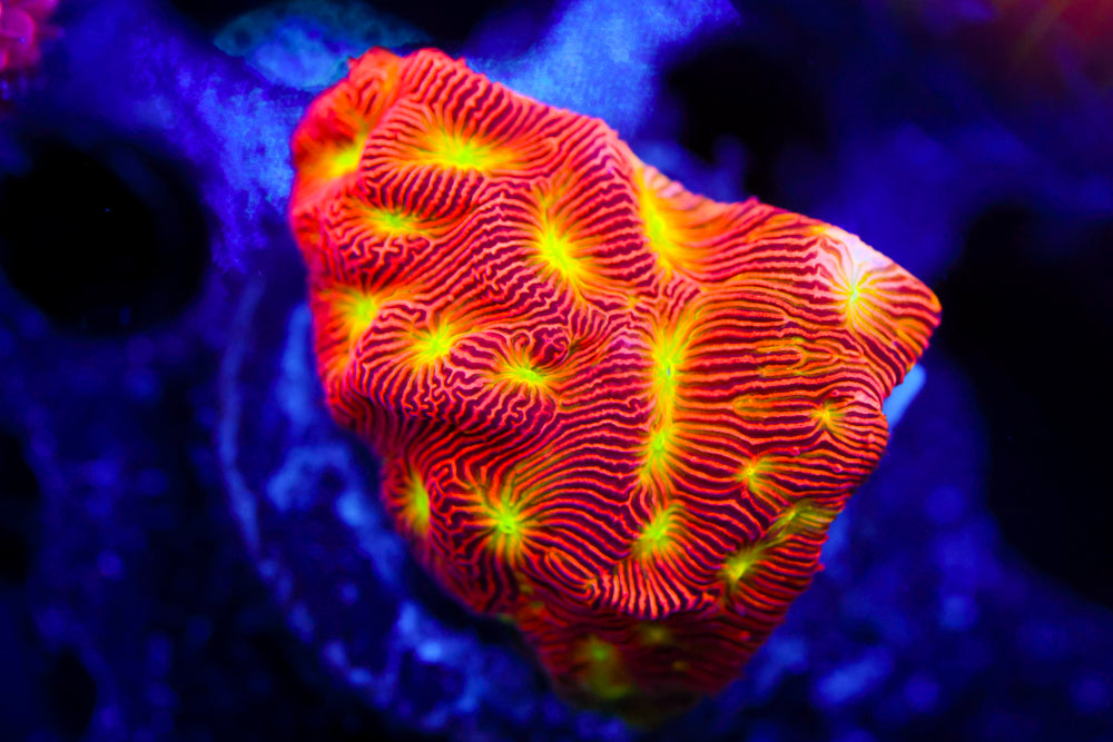 Jack o' Lantern Leptoseris