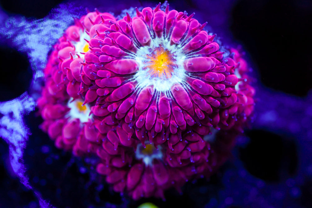 Blue Raven Blasto Merletti