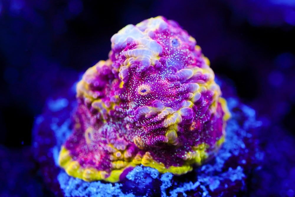 WWC Blood Diamond Favia