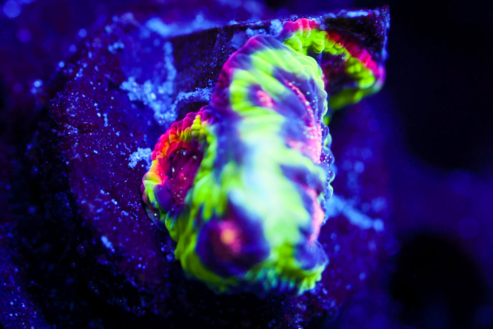 CV Rainbow Venom Favia