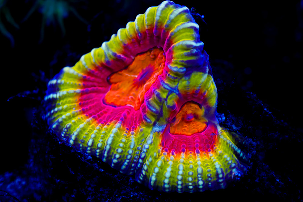 CC Meltdown Favia (collectors)