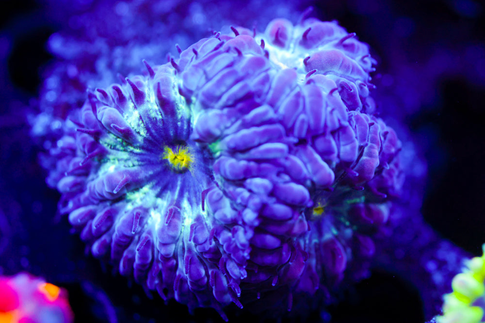 Black Raven Blasto Merletti