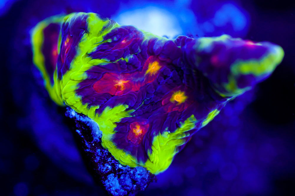 JF Alien Anti Venom Favia