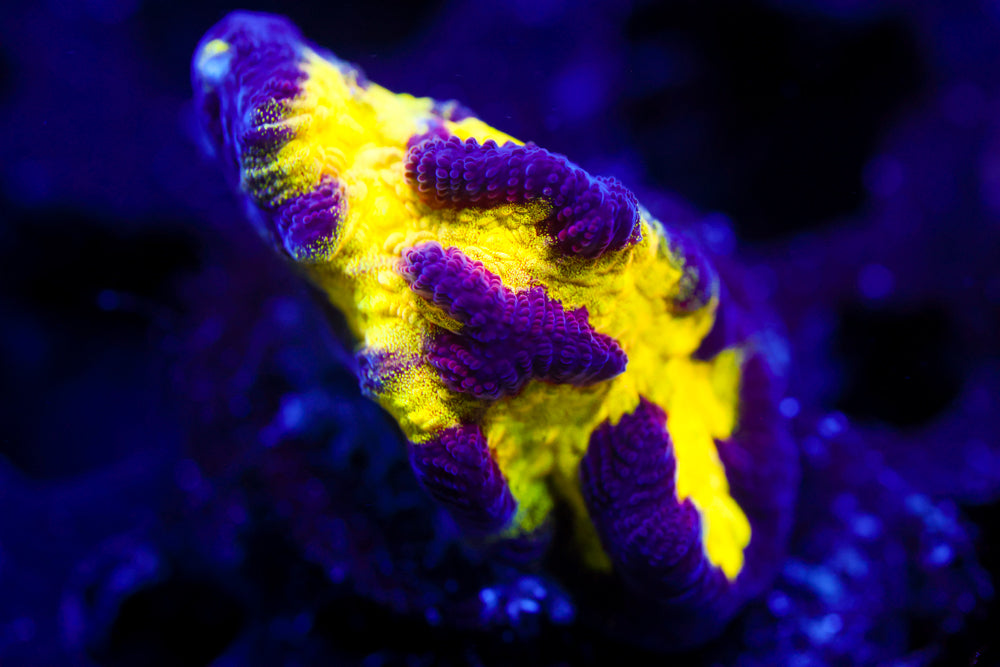 Black and Yellow Platygyra