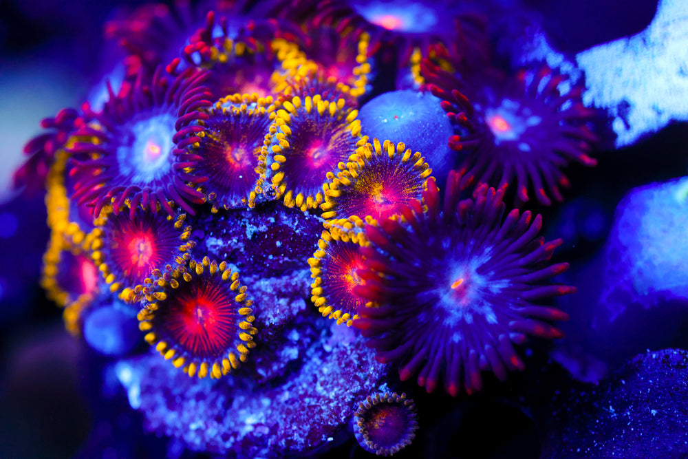 JPS Mystique Zoa + Super Saiyan Zoa