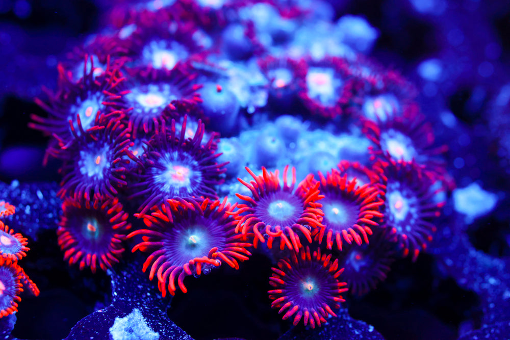 Punk Rocker + Mystique Zoa