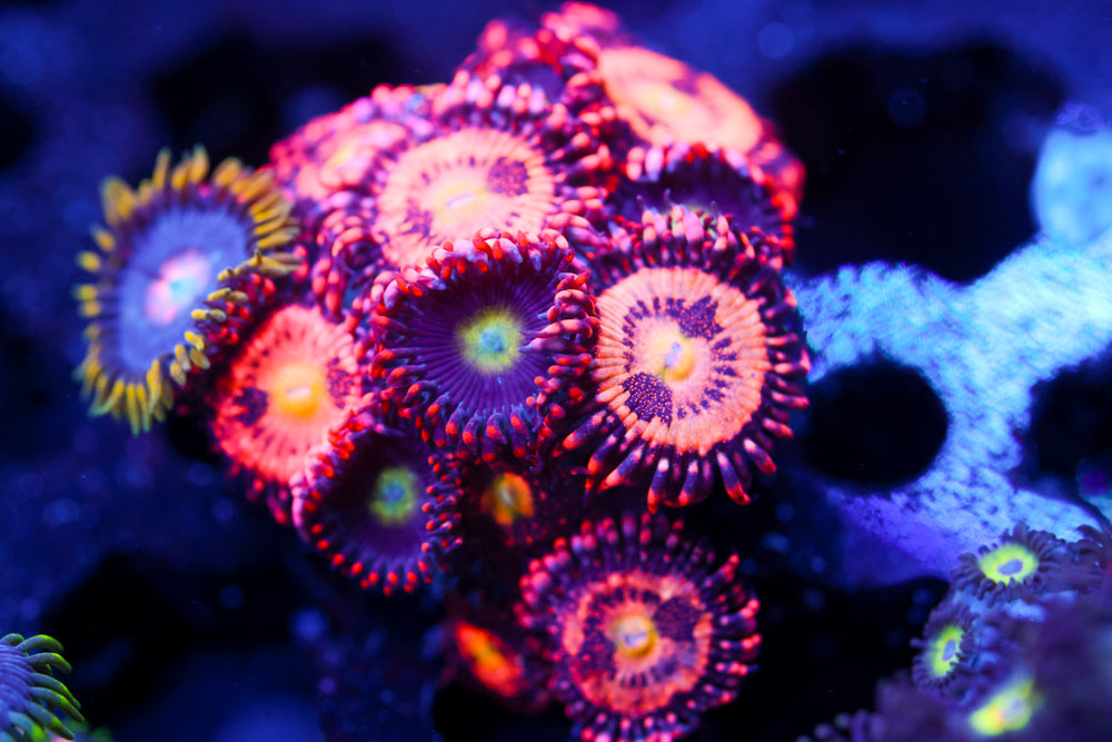 Circus Circus + Cry Baby + Ultra Nipples Zoa