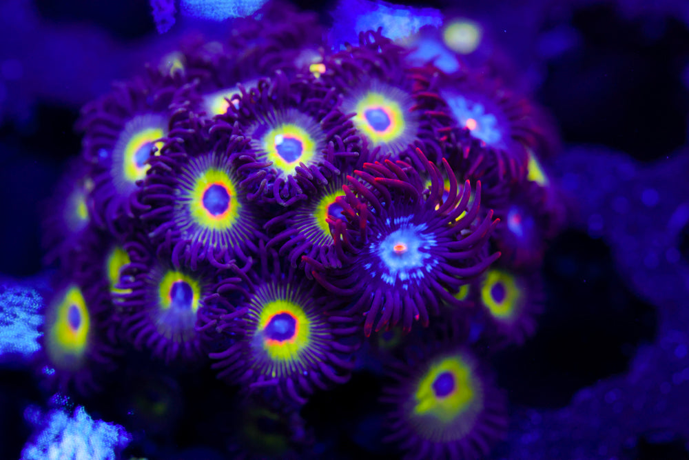 Bob Marley Zoa Colony
