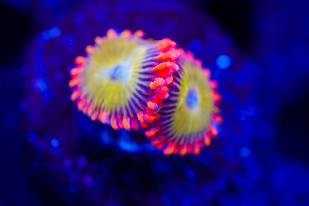 Electric Oompa Loompa Zoa