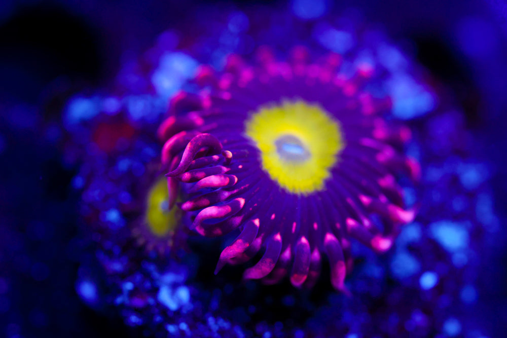 CB Omega Zoa