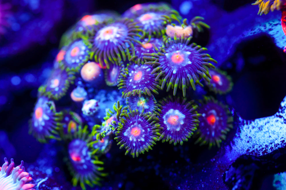JF Star Gazer Zoa Colony