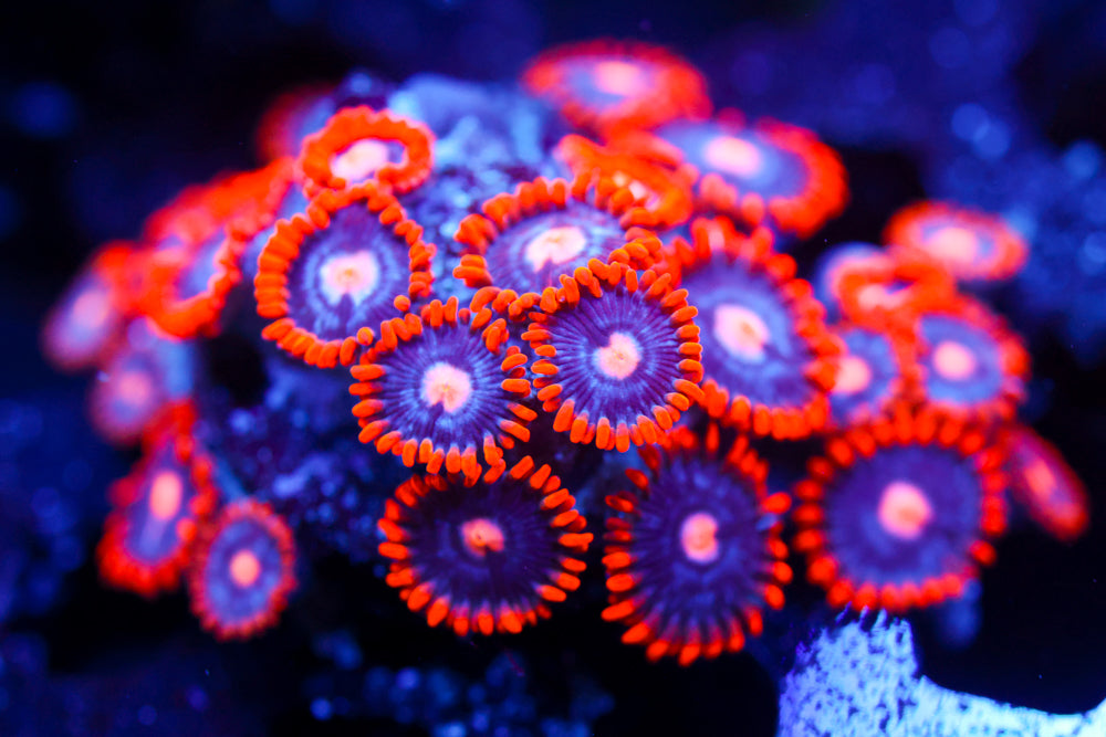 Snitches Zoa Colony
