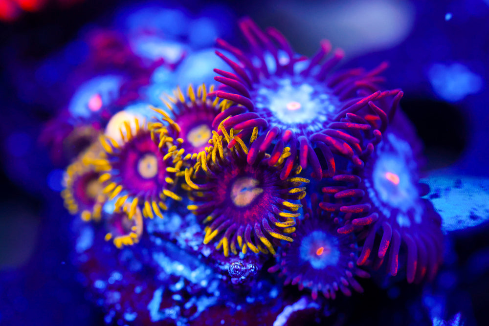 Joe's Krab Nebula + Mystique Zoa