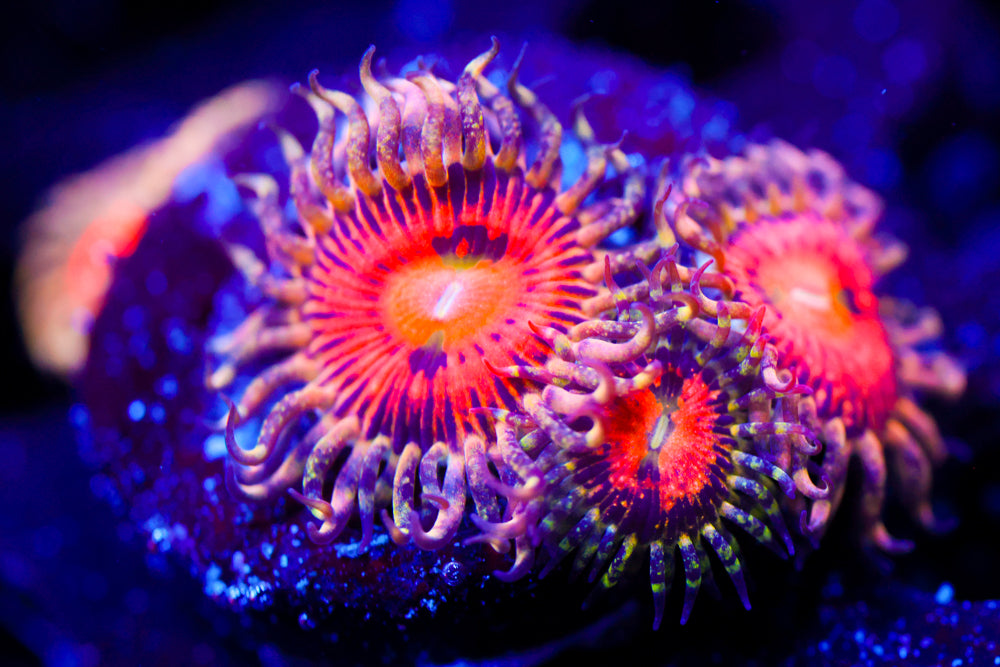 JF Rainbow Incinerator Zoa