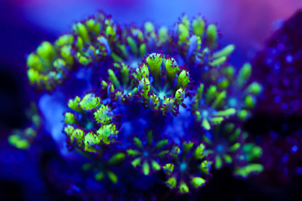 Blue & Green Sympodium