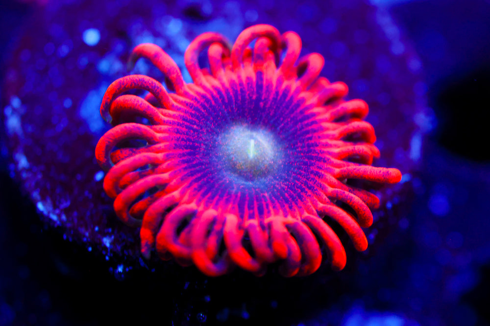 Lunar Eclipse Zoa