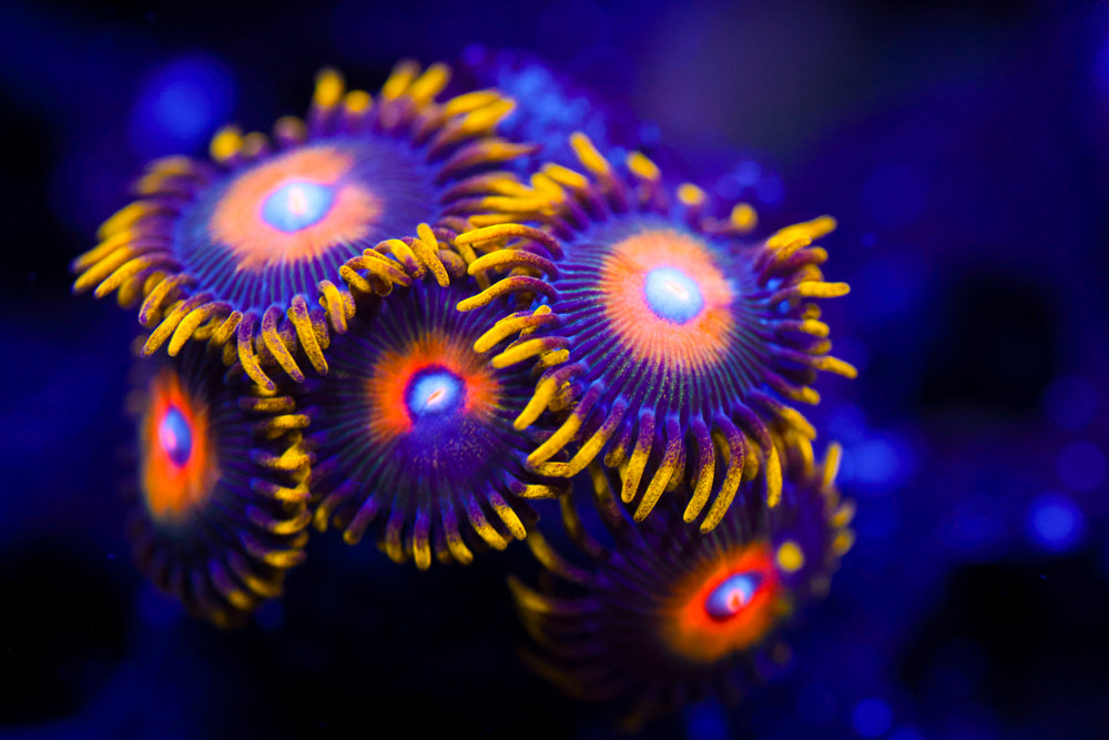 Golden Hornet Zoa