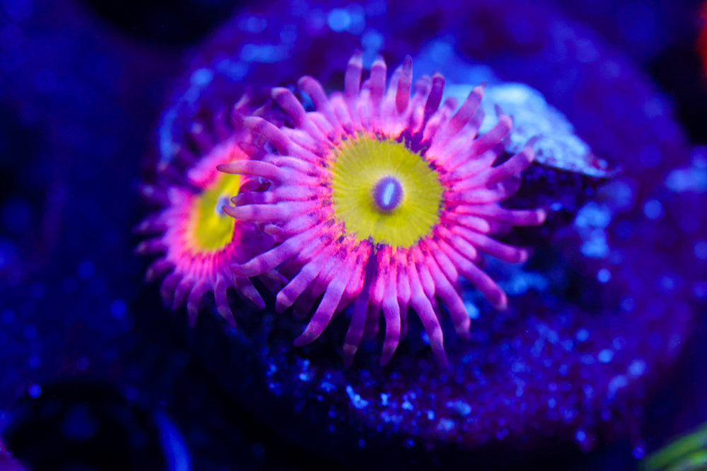 Pink Hippos Zoa