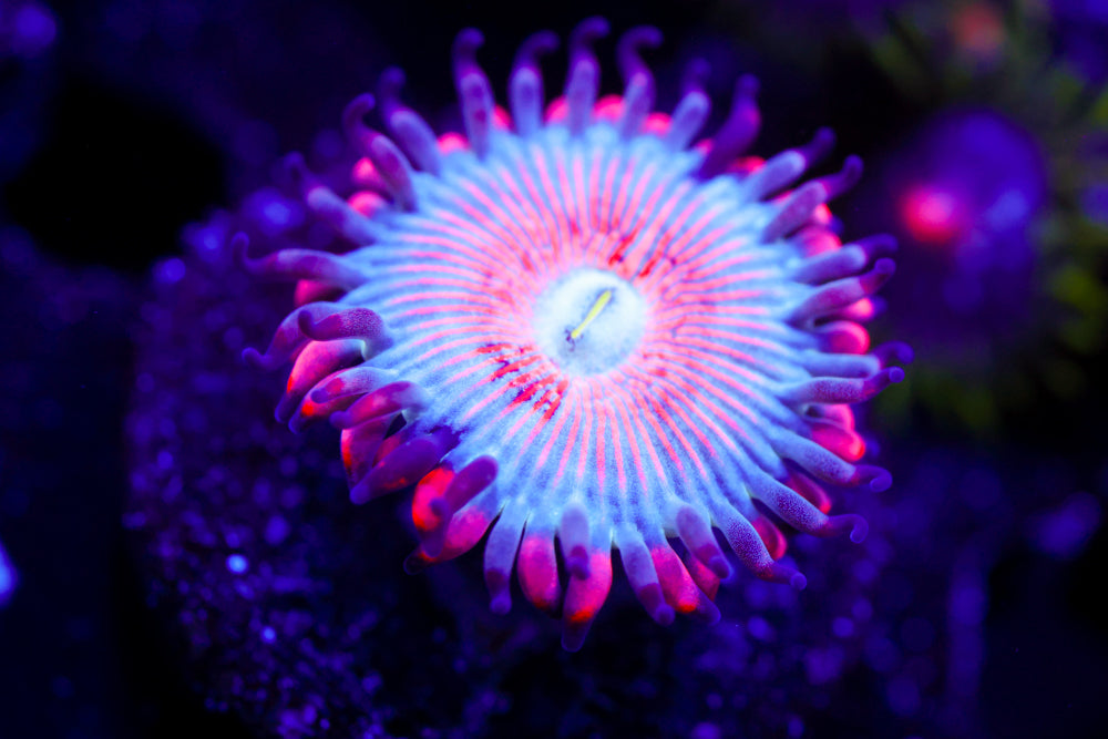 White Zombie Zoa