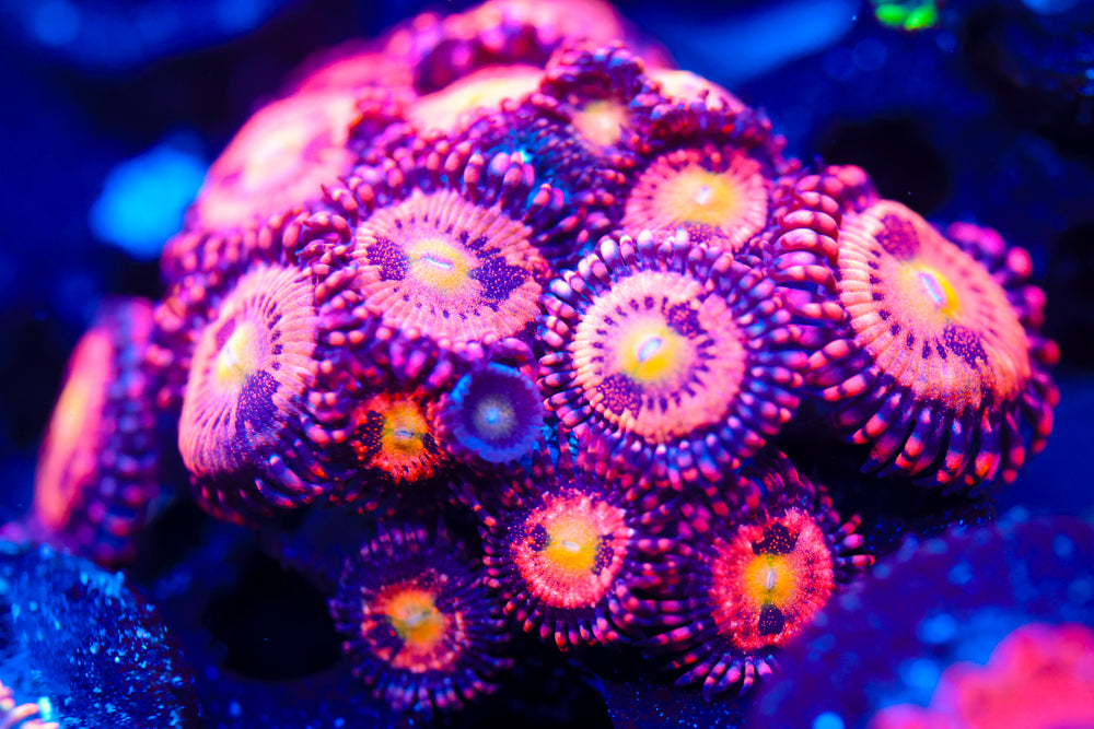 JF Cry Baby Zoa Colony