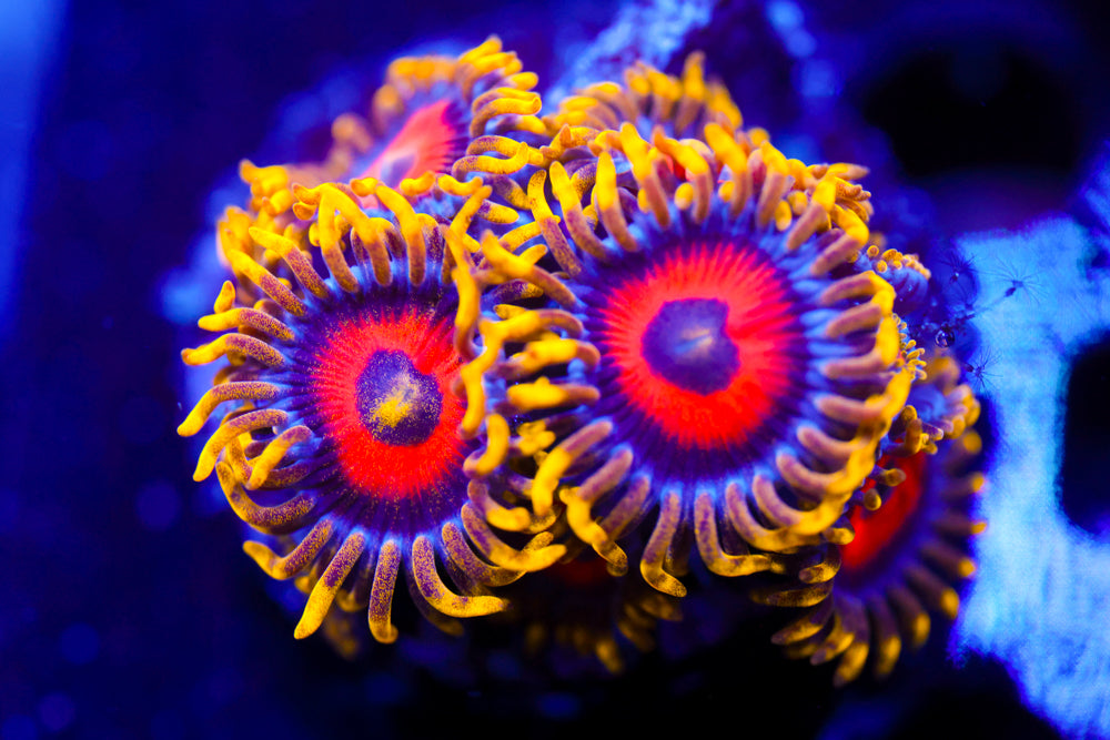 Eagle Eyes Zoa
