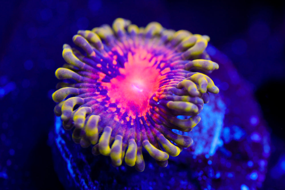 Marvin the Martian Zoa