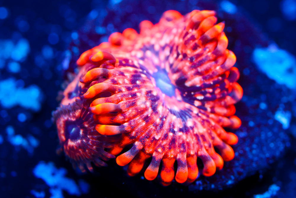 Utter Chaos Zoa