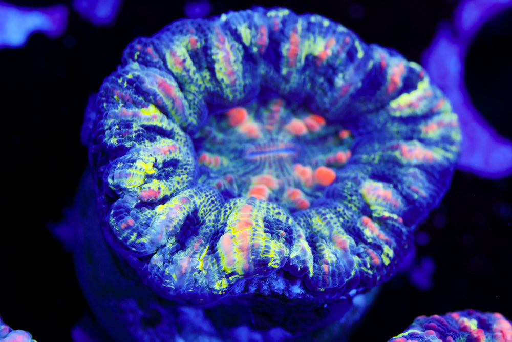 Rainbow Button Scoly