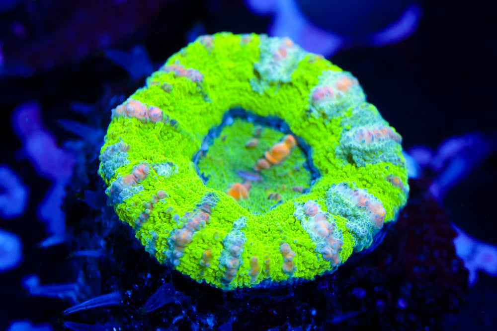 Toxic Green Button Scoly