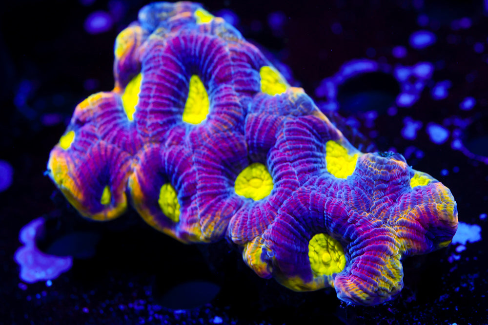 Dragon Soul Favia Colony