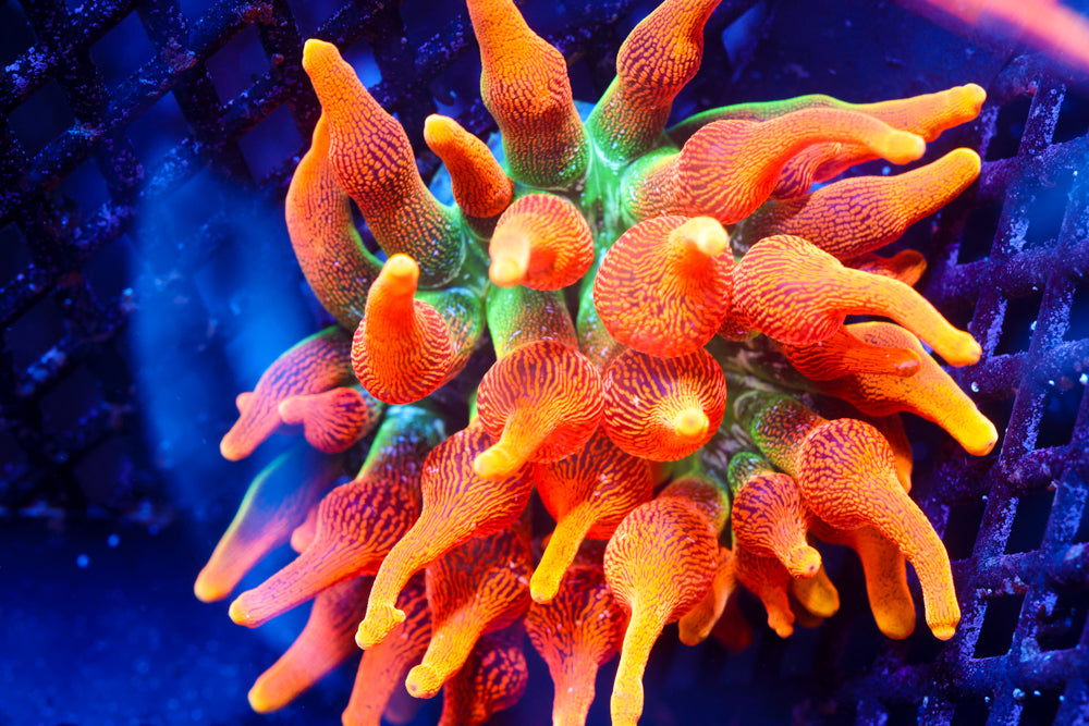 OG Colorado Sunburst Nem