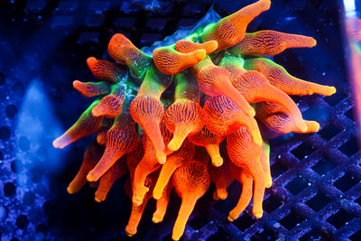 OG Colorado Sunburst Nem